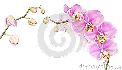 Pink watercolor phalaenopsis orchid isolated on white background. Cartoon Illustration