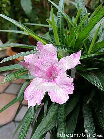 Pink waterkanon flower closeup Stock Photo
