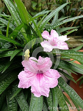 Pink waterkanon flowers closeup Stock Photo