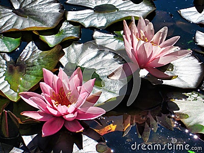 Pink Waterlilies in The Sunshine Stock Photo