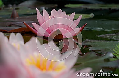 Pink Waterlillies Stock Photo