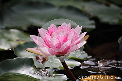 Pink waterlilly shine in sunny afternoon Stock Photo