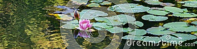 Pink waterlily blooming in a pond with green lily pads and abstract reflections Stock Photo