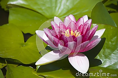 Pink waterlily flower Stock Photo