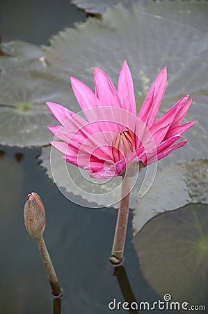 Pink waterlily flower on fish pond Stock Photo