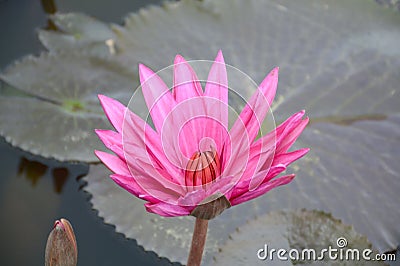 Pink waterlily flower on fish pond Stock Photo