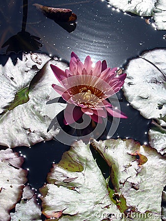 Pink waterlily on reflecting water. Stock Photo