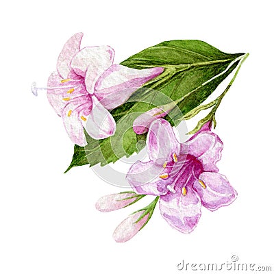 Pink weigela flowers watercolor illustration. Tender spring rose blossoms with buds and green leaves. Blooming Florida bush, isola Cartoon Illustration