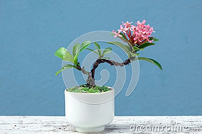 Pink west indian jasmine bonsai in small pot Stock Photo