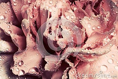 Pink wet carnation flower close-up. Stock Photo