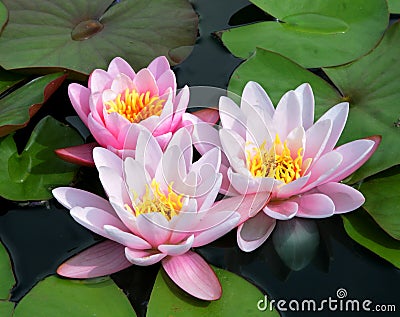 Pink and White Bicolor Water Lillies Stock Photo