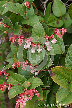 Pink white blossoms of salal Stock Photo