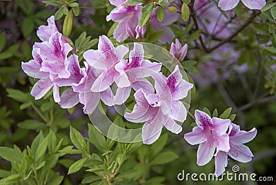 Pink Azalea blooming in Texas Spring Stock Photo