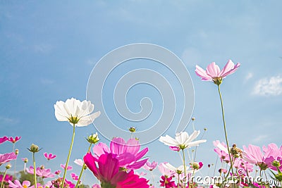 Pink and white cosmos flower group, beautiful In blue sky nature Stock Photo