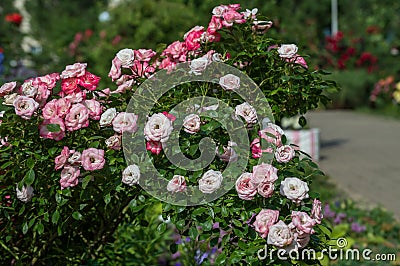 Pink white creame rose, Constance Spry English Climbing Rose variety in garden Stock Photo