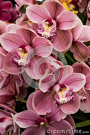 Pink and white tropical cymbidium orchid flower blossoms Stock Photo