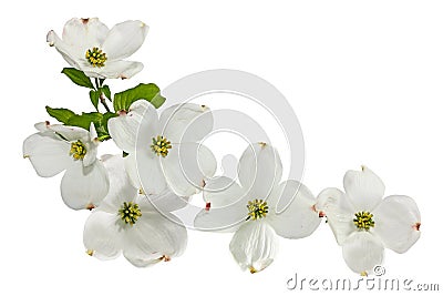 Pink White Dogwood Flowers Stock Photo