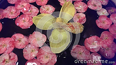Pink and white flower petals floating Stock Photo