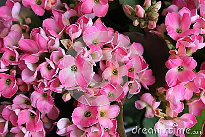 Pink and white flower tone Stock Photo