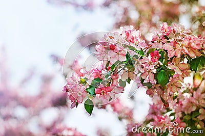 Pink and white flowers bunch with green leaves on blooming apple tree branch close up, beautiful spring cherry blossom, red sakura Stock Photo