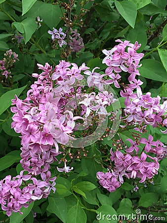 Pink and white flowers Stock Photo