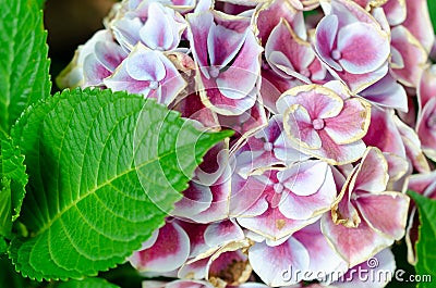 Pink and White flowers garden bed. Stock Photo