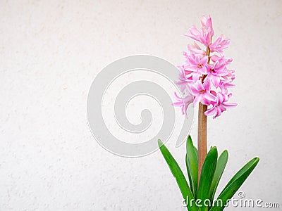 Pretty pink and white hyacinth flowers on white background Stock Photo