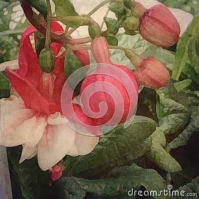 Pink and White Fuchsia Flowers. Artistic. Stock Photo