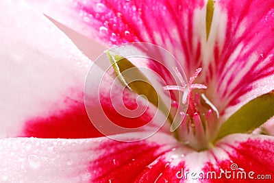 Pink and white geranium reachs to the sun Stock Photo