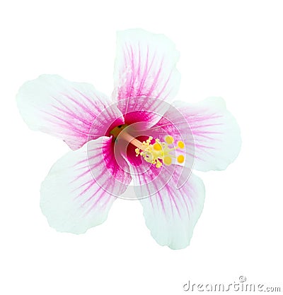 Pink and white hibiscus flower isolated Stock Photo