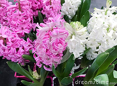 Pink and white hyacinths in flower pots. Sale in a flower shop Stock Photo