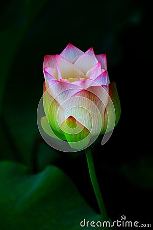 Pink and white lotus flower head come out Stock Photo