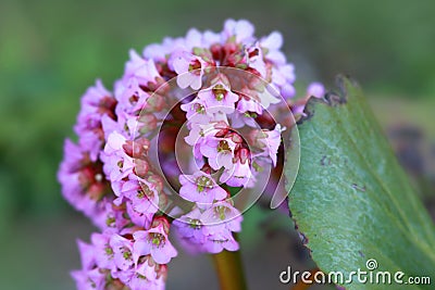 Pink and white Milkweed flower Stock Photo