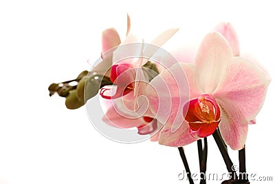 Pink and white moth orchid. Stock Photo