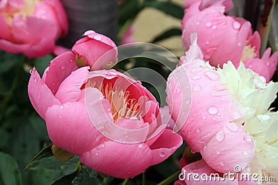 Pink and white peonies Stock Photo