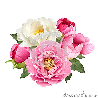 Pink and white peony flowers bouquet isolated Stock Photo