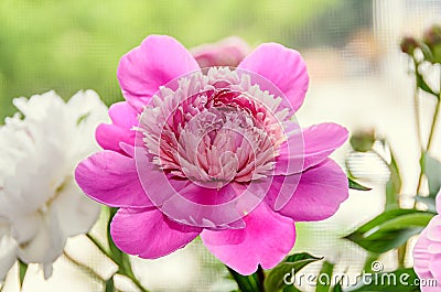 Pink and white peony flowers with bud, bokeh blur background Stock Photo