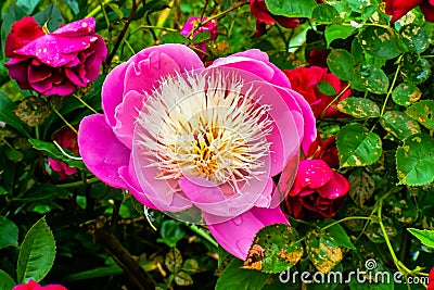 Pink White Petals Peony Paeonia Perrenial Red Roses Stock Photo