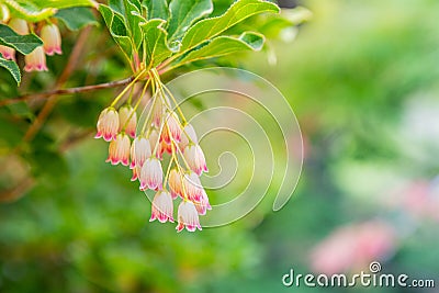 Pink and white princeton red bells Stock Photo