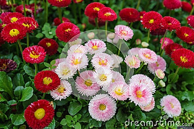 Pink, white and red English daisy flower in outdoor park day light Stock Photo