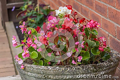pink, white and red flowers in a rustic old fashioned pot Stock Photo