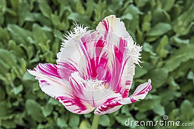 Rembrandt Tulip Fower in Spring Stock Photo