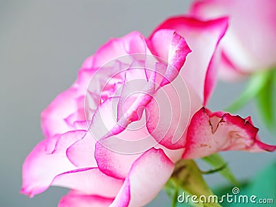 Pink and white romantic rose detail Stock Photo