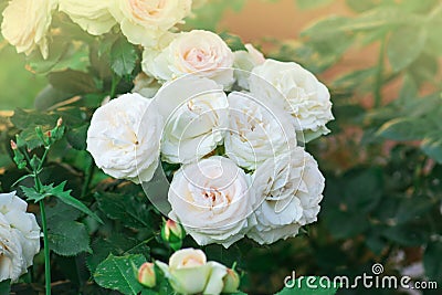 Pink rose with green leaves in greenhouse. Eden roze flower Stock Photo