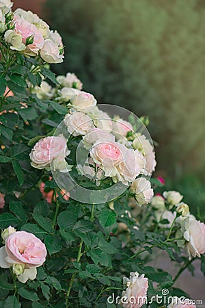 Pink and white roses Eden roze bloom in a tropical garden Stock Photo