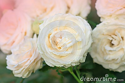 Pink and white roses Eden roze bloom in a tropical garden Stock Photo