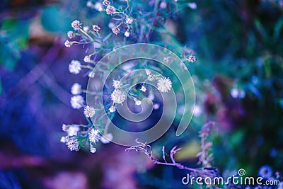 pink white small flowers on colorful dreamy magic green blue purple blurry background, soft selective focus, macro Stock Photo
