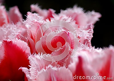 Pink & white tulips detail Stock Photo