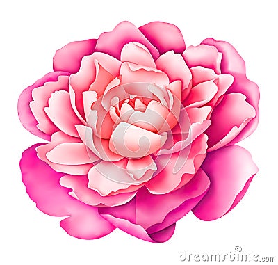 Pink white vintage peony flower isolated on white background. Digital watercolor illustration. Floral botanical drawing. Cartoon Illustration