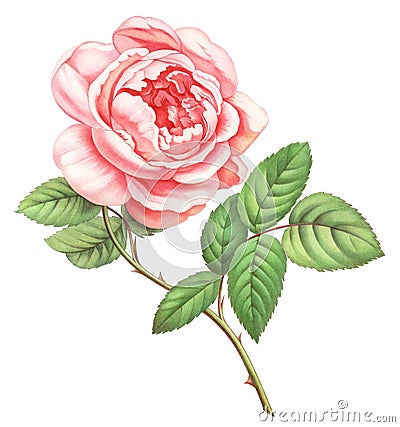 Pink white vintage roses flowers isolated on white background. Colored pencil watercolor illustration. Stock Photo